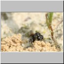 Lindenius albilabris - Grabwespe w001e 6mm - OS-Wallenhorst-Sandgrube-det.jpg